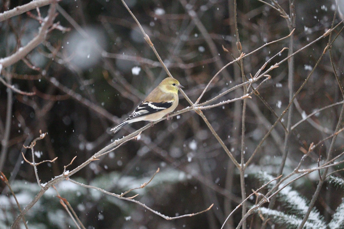 Altın İskete - ML647054210