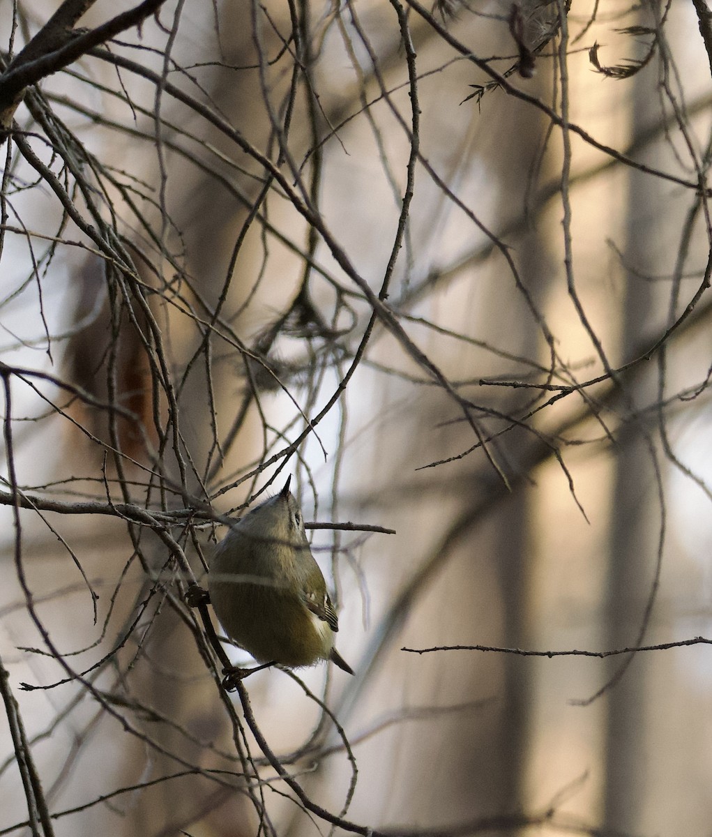 Goldcrest - ML647054211