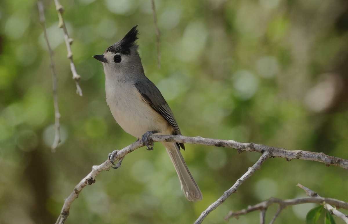 sýkora černochocholatá - ML647054212