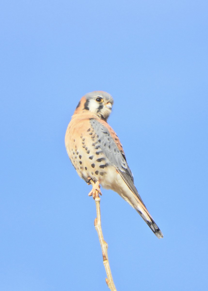 American Kestrel - ML647054217