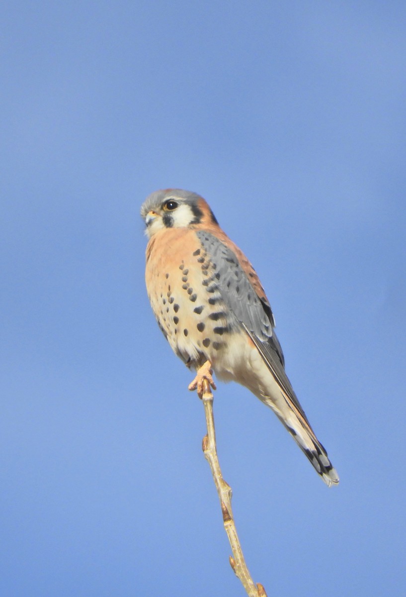 American Kestrel - ML647054218