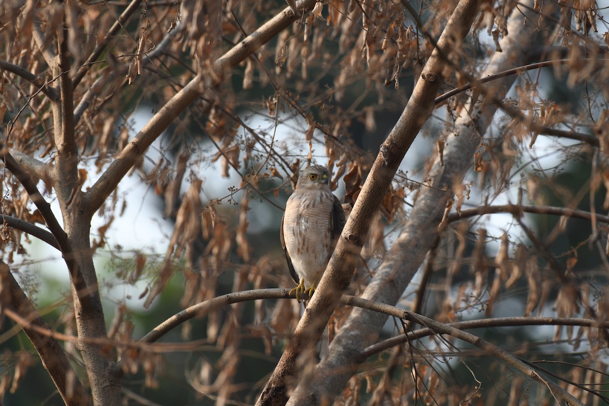 Shikra - ML647054235