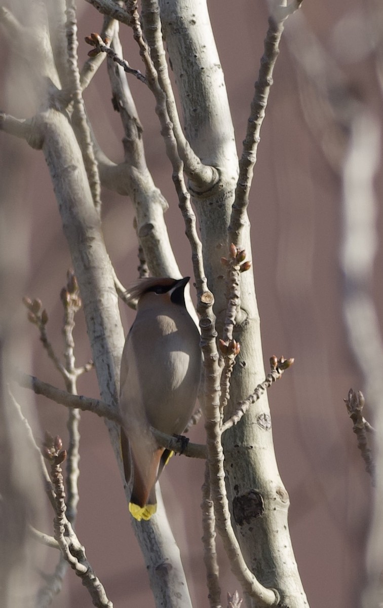 Bohemian Waxwing - ML647054243