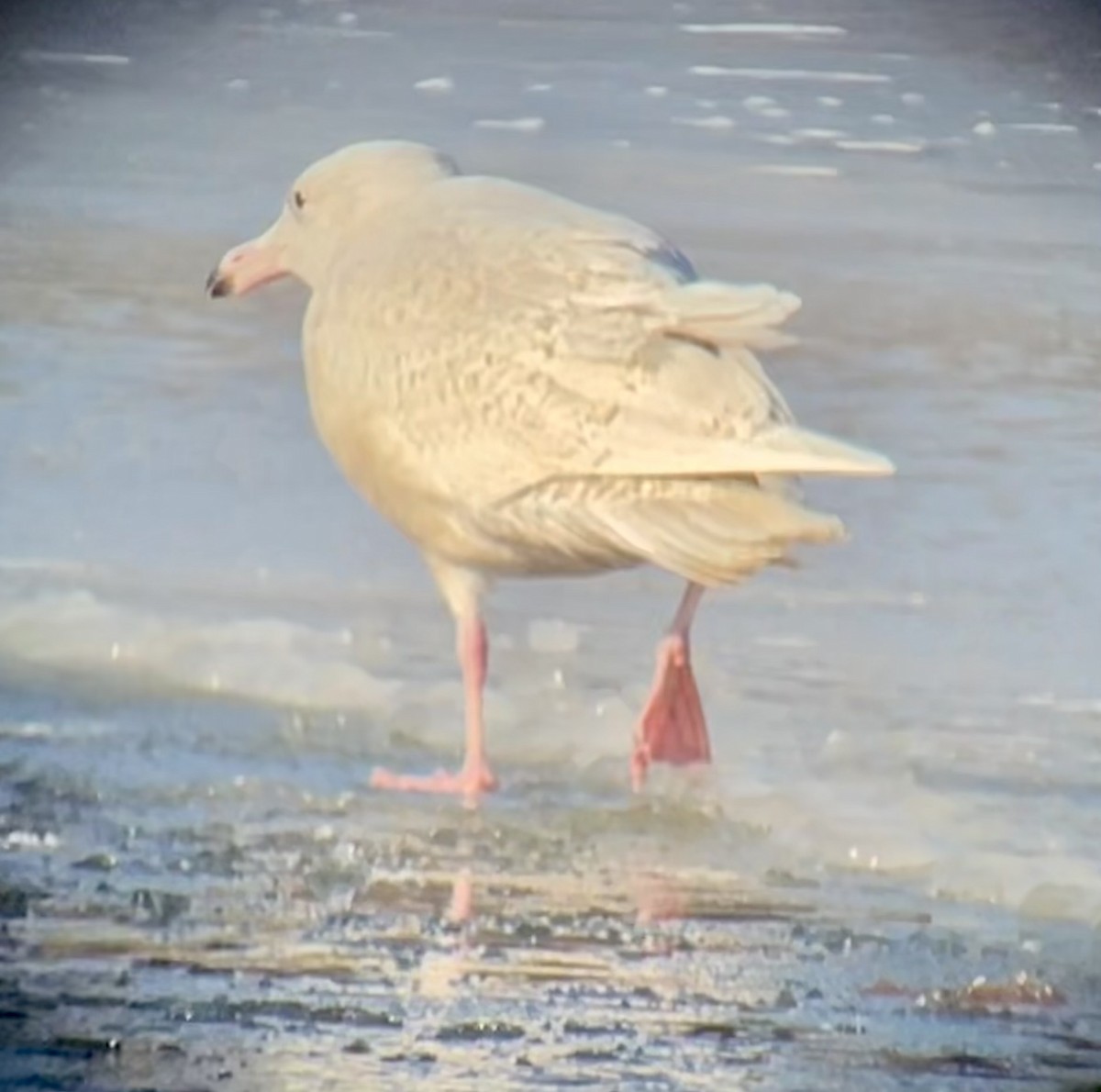 Glaucous Gull - ML647054246