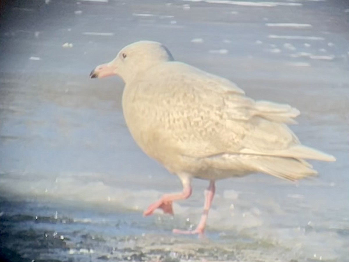 Glaucous Gull - ML647054247