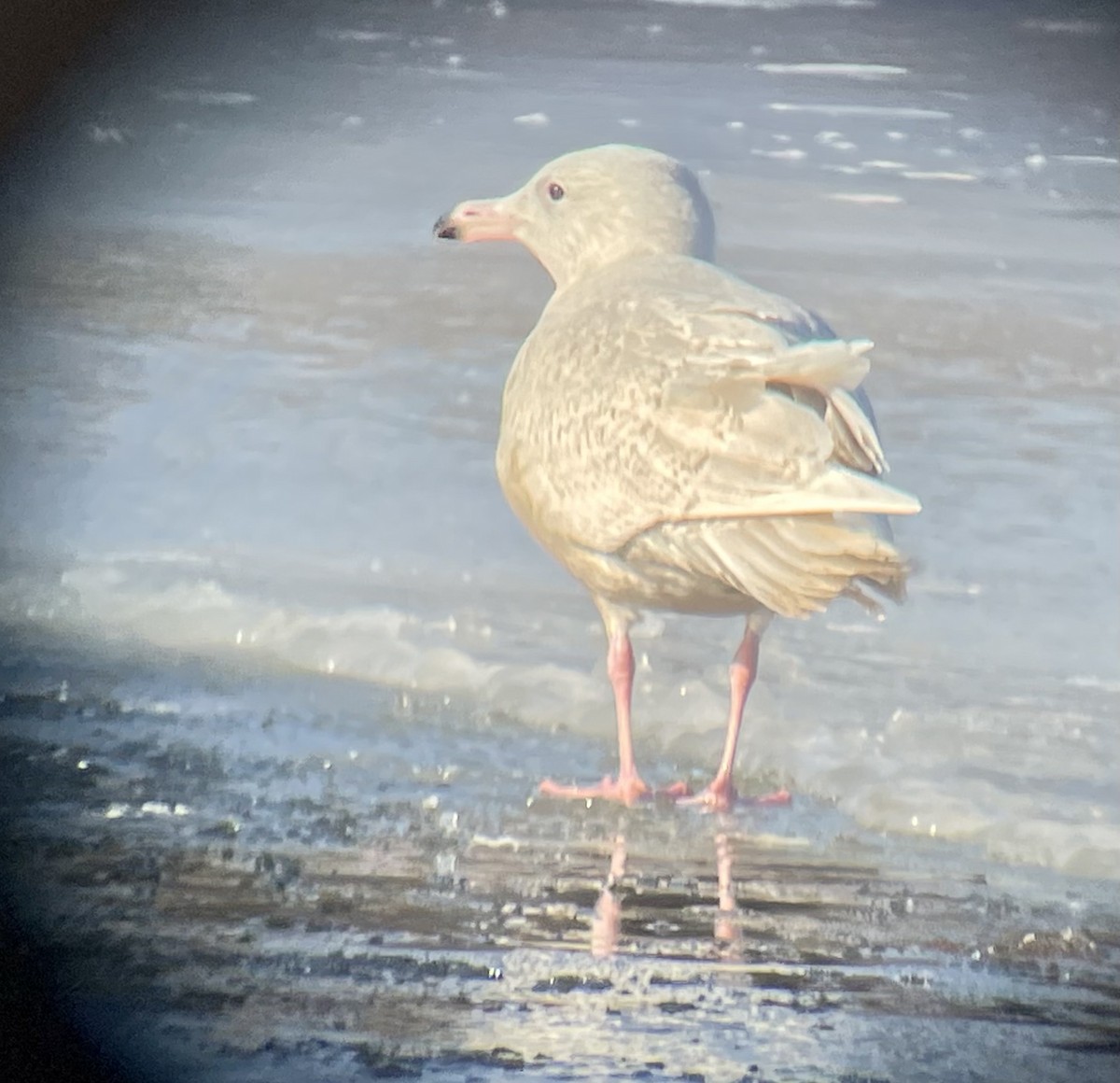 Glaucous Gull - ML647054248