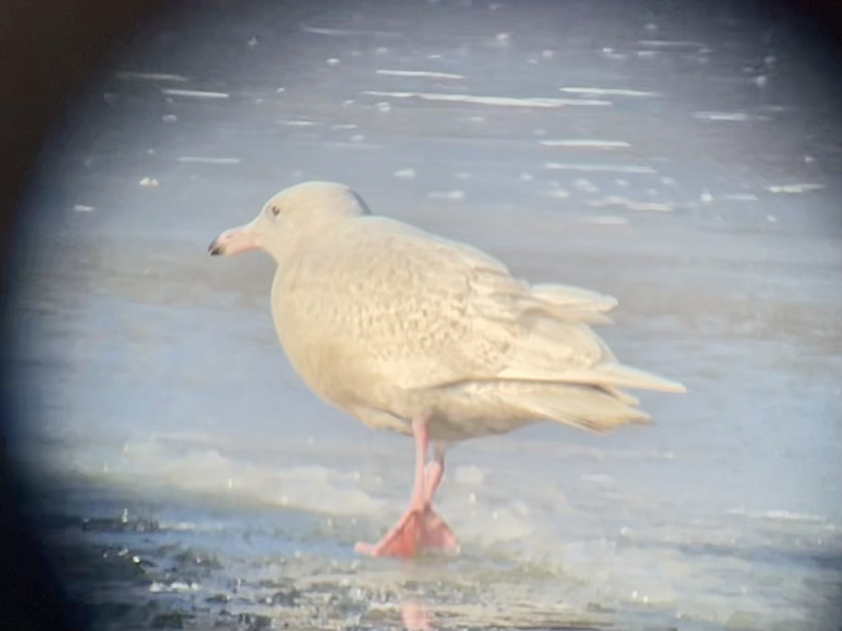 Glaucous Gull - ML647054249