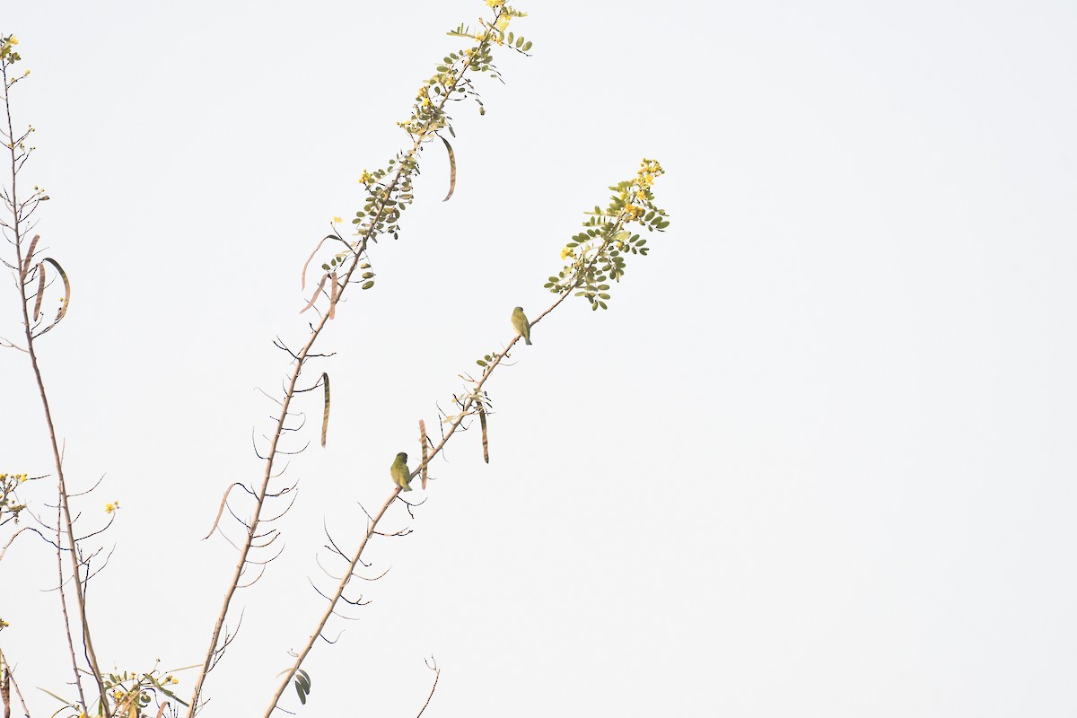 Coppersmith Barbet - ML647054251