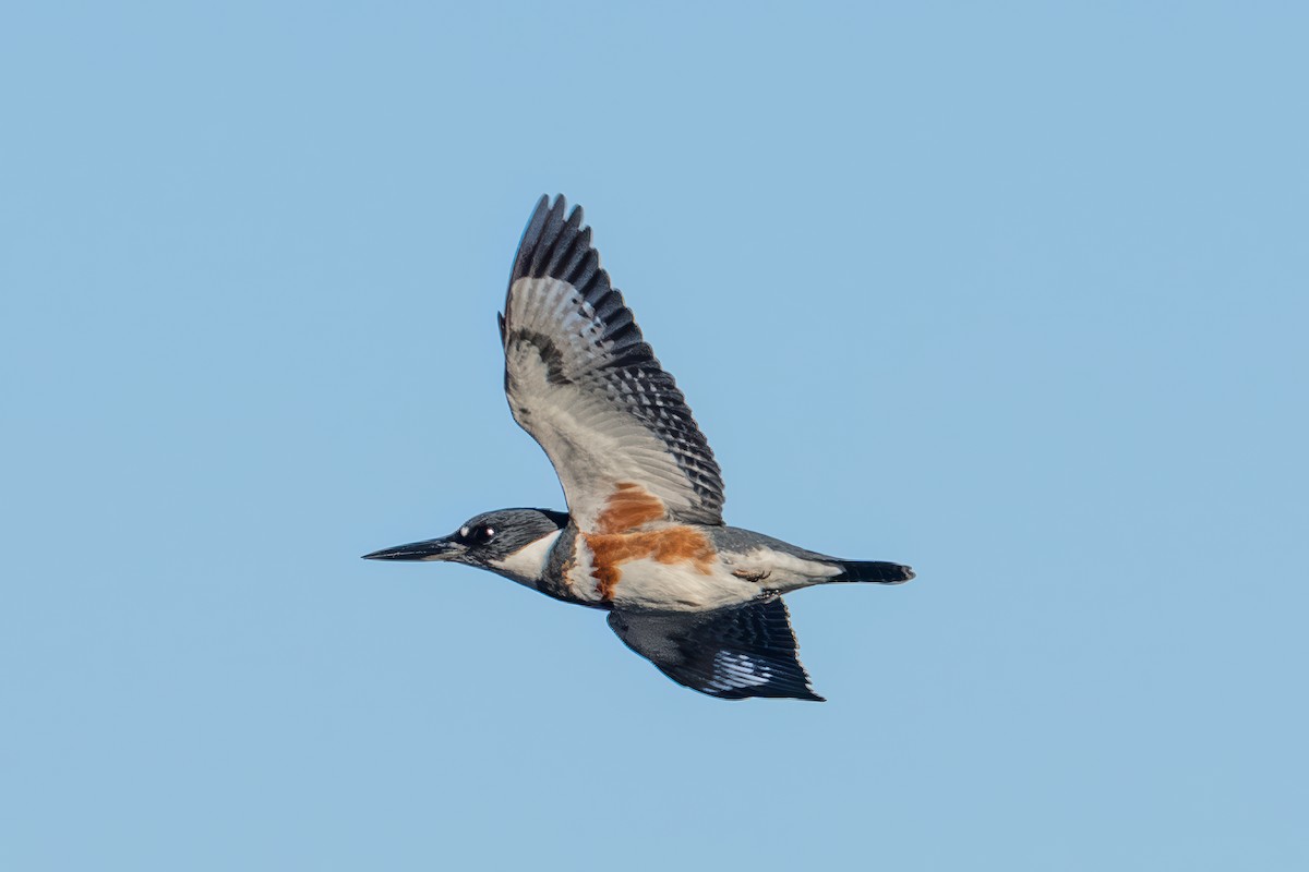 Belted Kingfisher - ML647054252