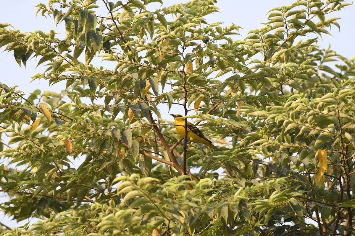 Вивільга індійська - ML647054260