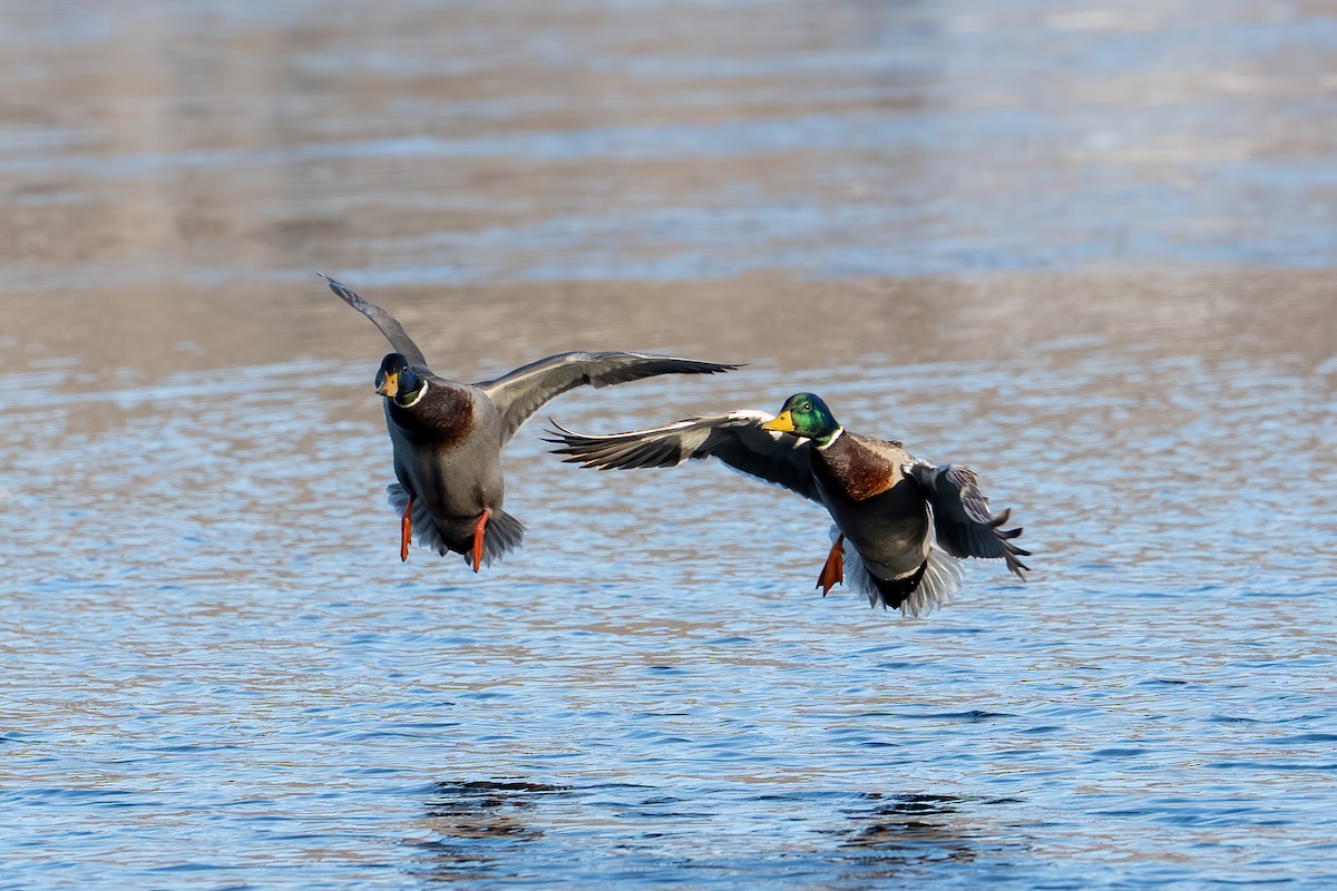 Mallard - ML647054262