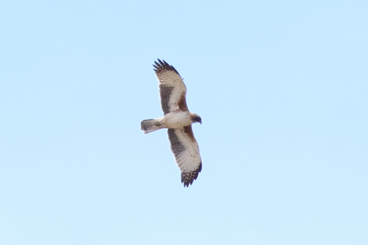 Little Eagle - ML647054264