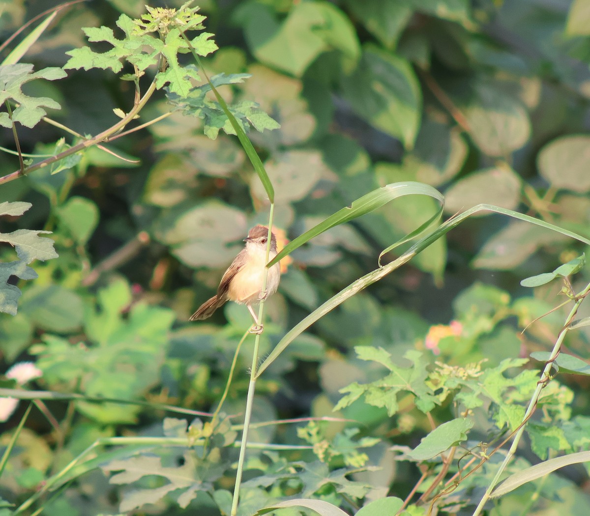 Plain Prinia - ML647054266