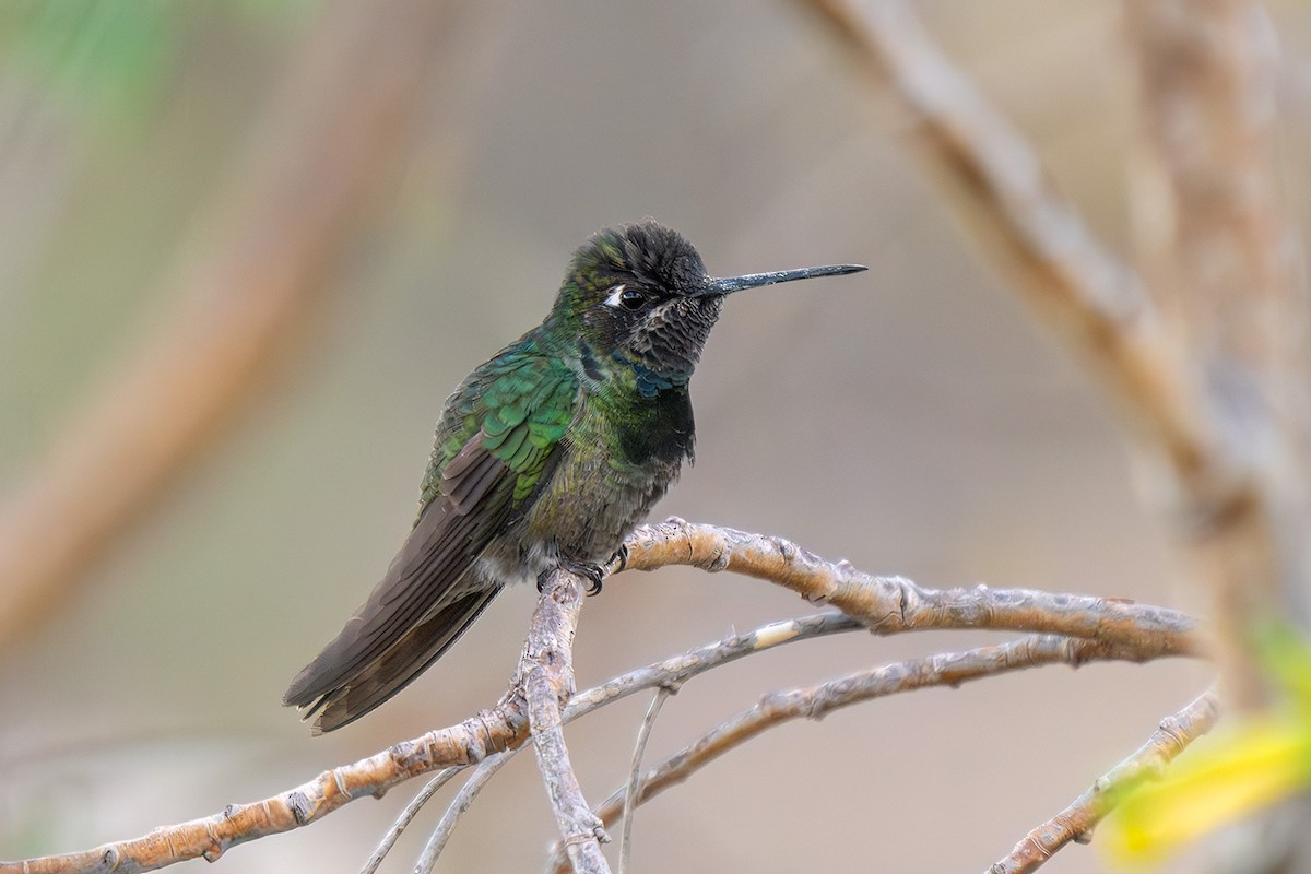 Rivoli's Hummingbird - ML647054268