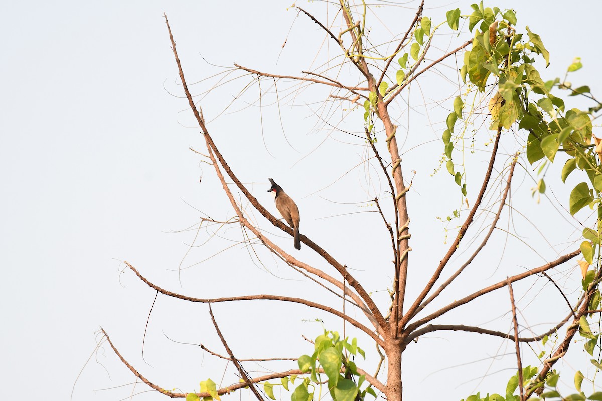 Red-whiskered Bulbul - ML647054282