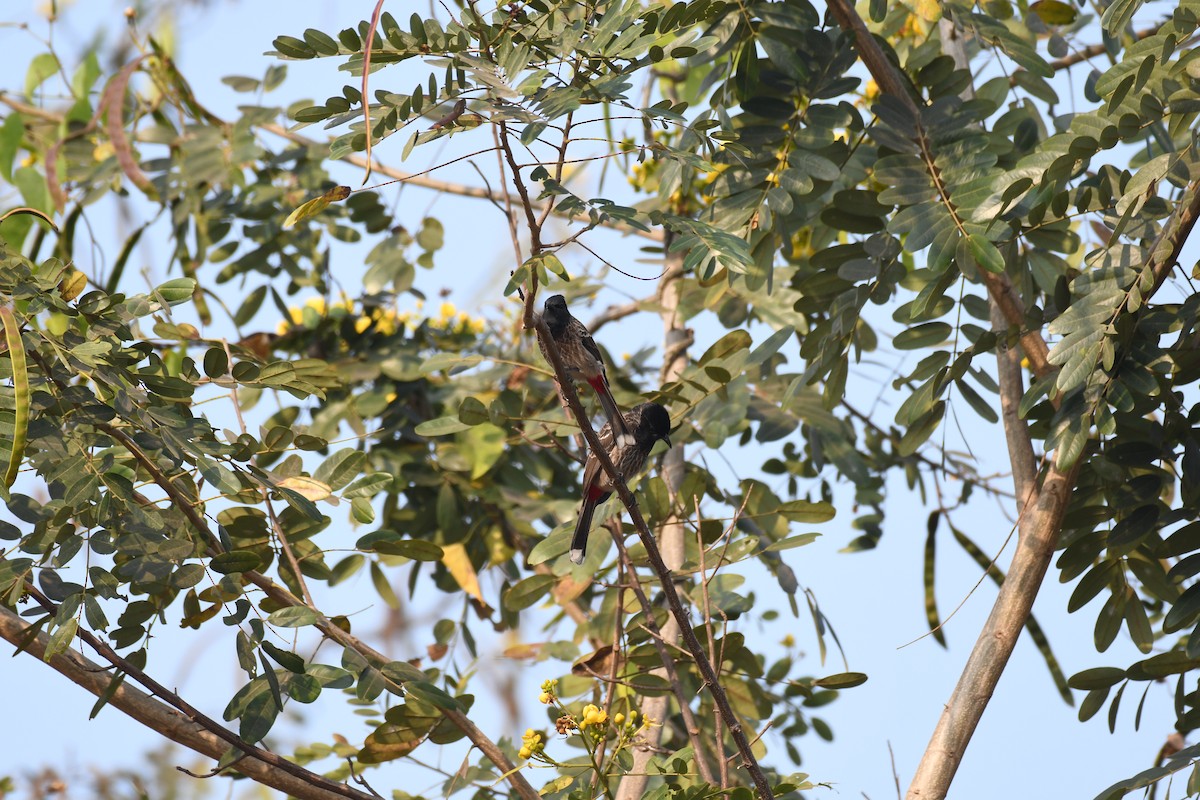 Red-vented Bulbul - ML647054288