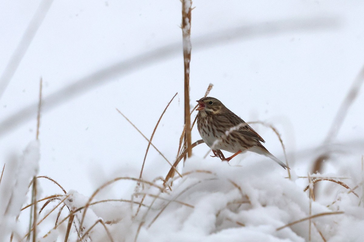 Пасовник савановий - ML647054290