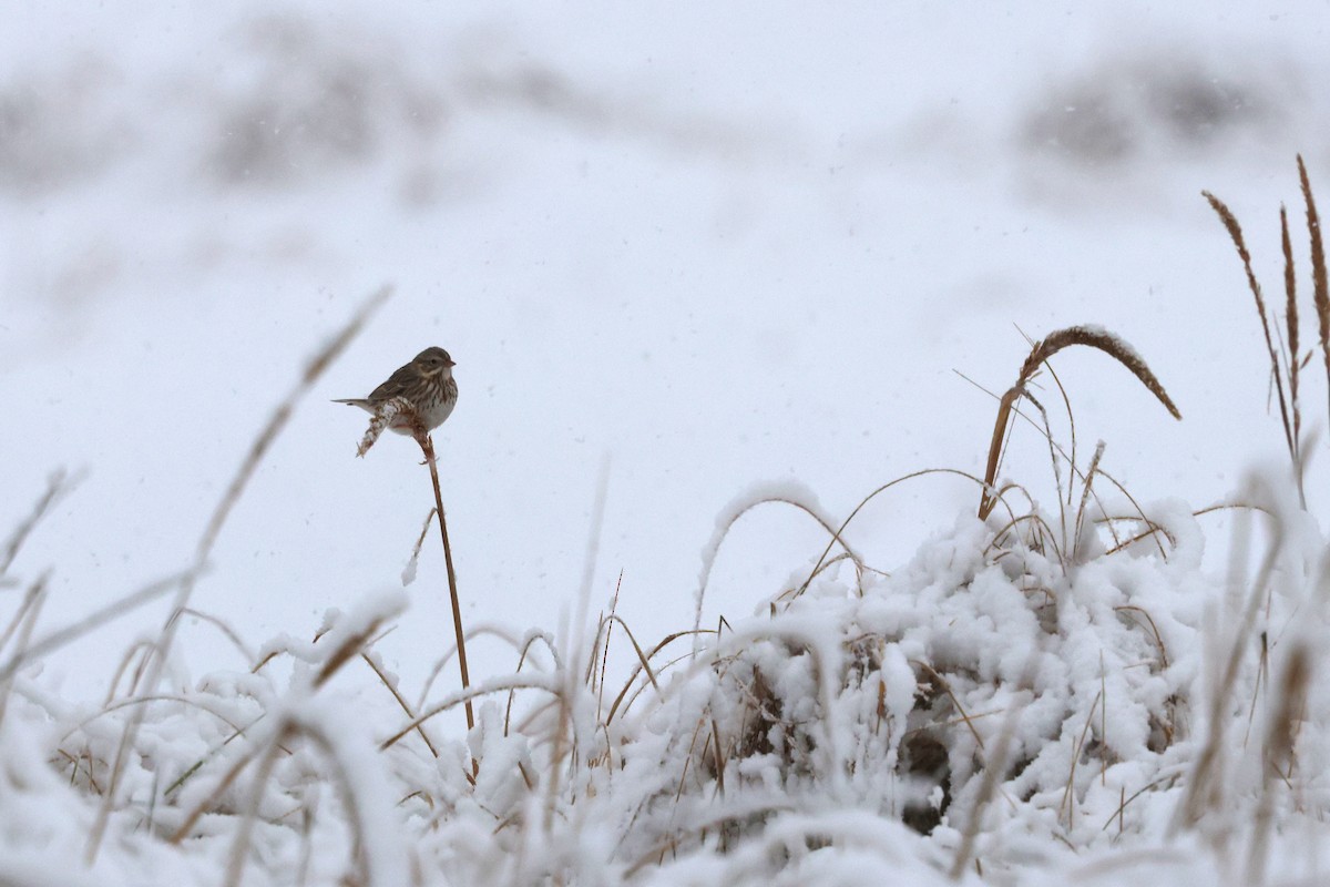 Пасовник савановий - ML647054291