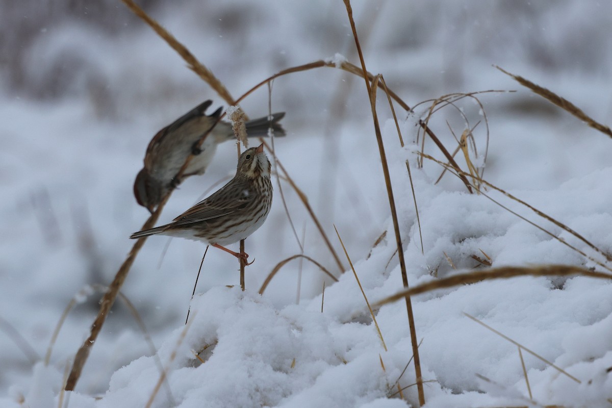 Пасовник савановий - ML647054292