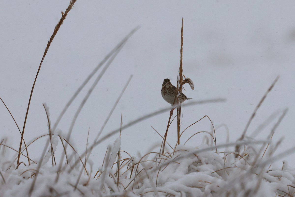Пасовник савановий - ML647054293