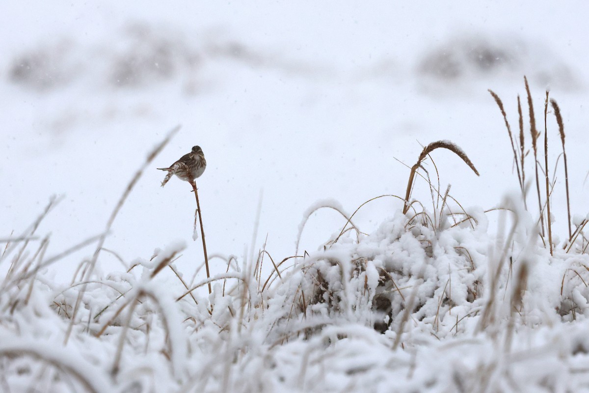 Пасовник савановий - ML647054295