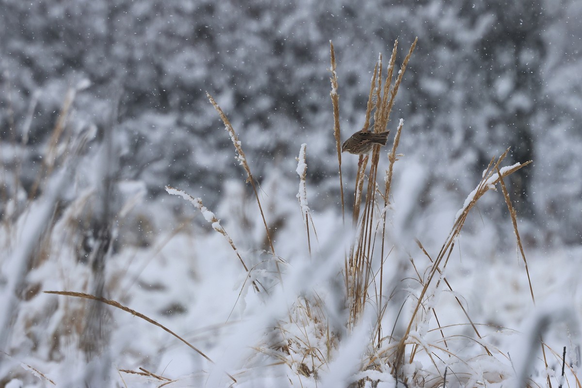 Пасовник савановий - ML647054296