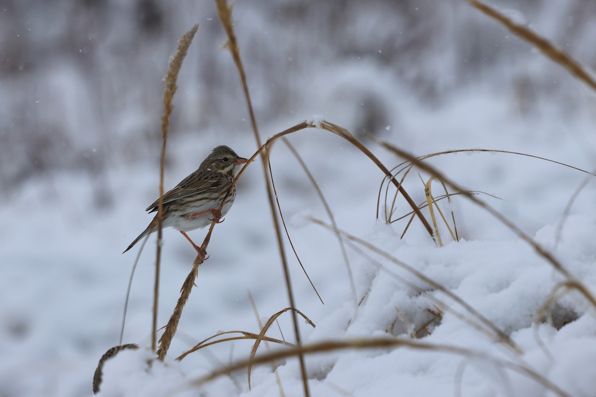 Пасовник савановий - ML647054297
