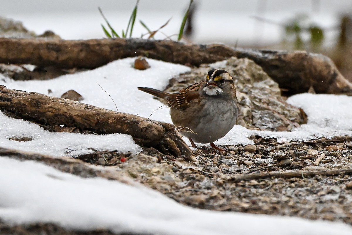 Chingolo Gorjiblanco - ML647054302
