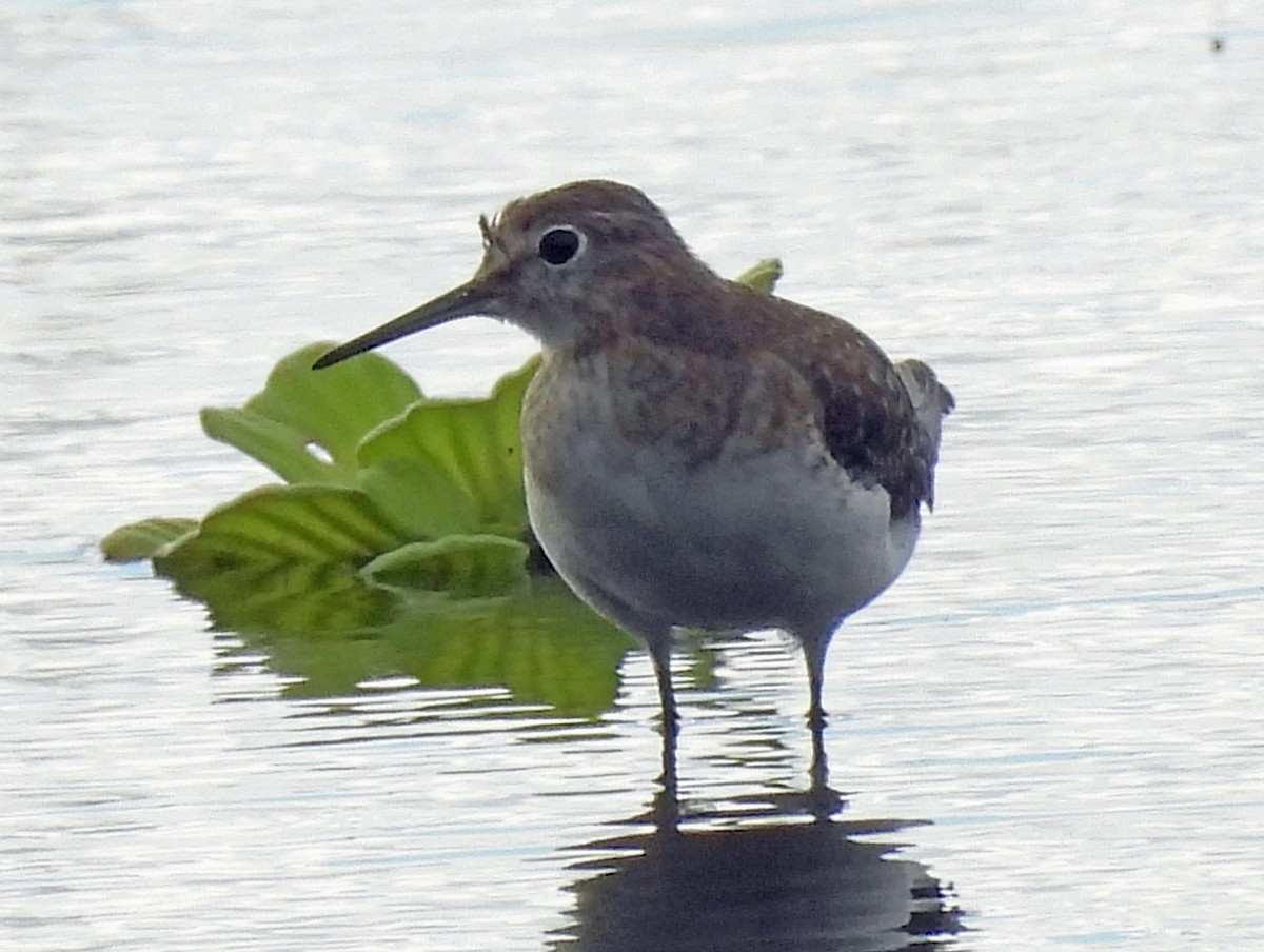 Solitary Sandpiper - ML647054308