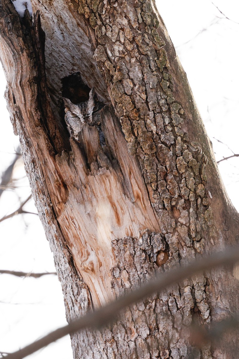 Eastern Screech-Owl - ML647054310