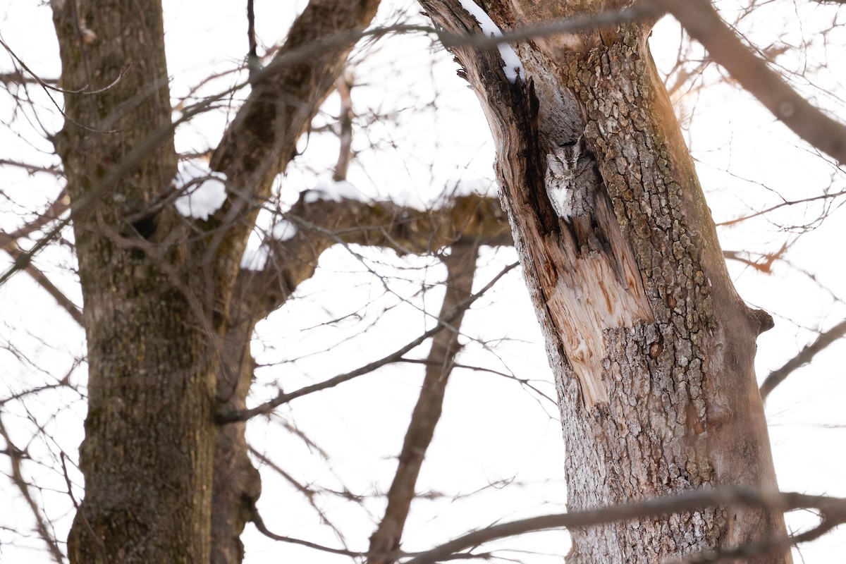 Сплюшка північна - ML647054311