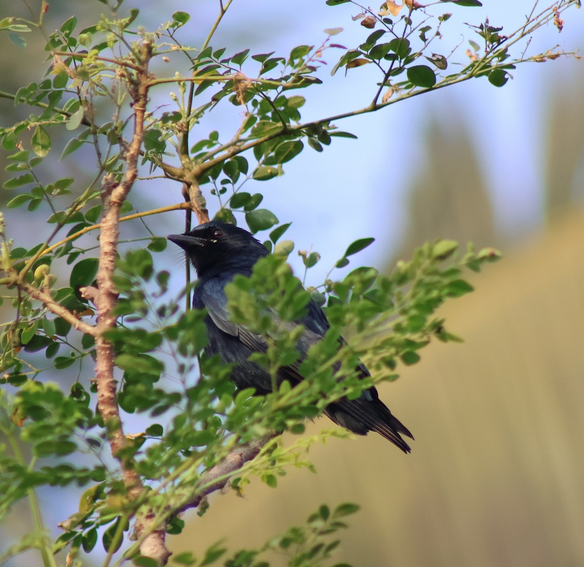 Black Drongo - ML647054315
