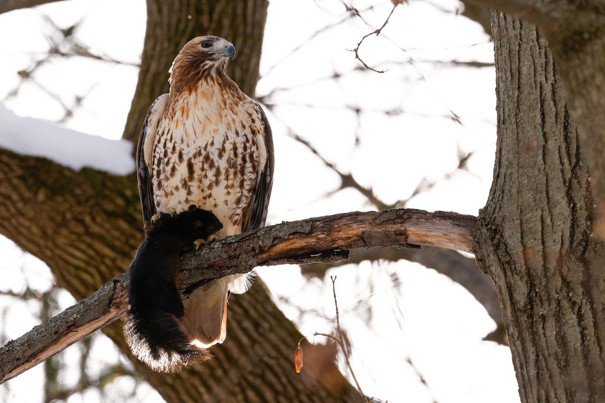 Red-tailed Hawk (calurus/abieticola) - ML647054318