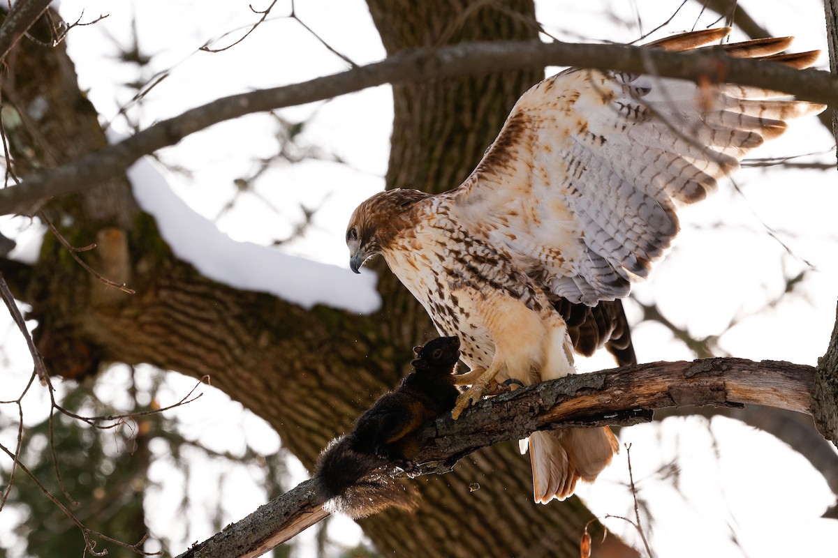 Red-tailed Hawk (calurus/abieticola) - ML647054319