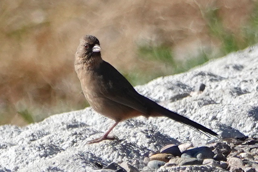 Чернолицый тохи - ML647054329