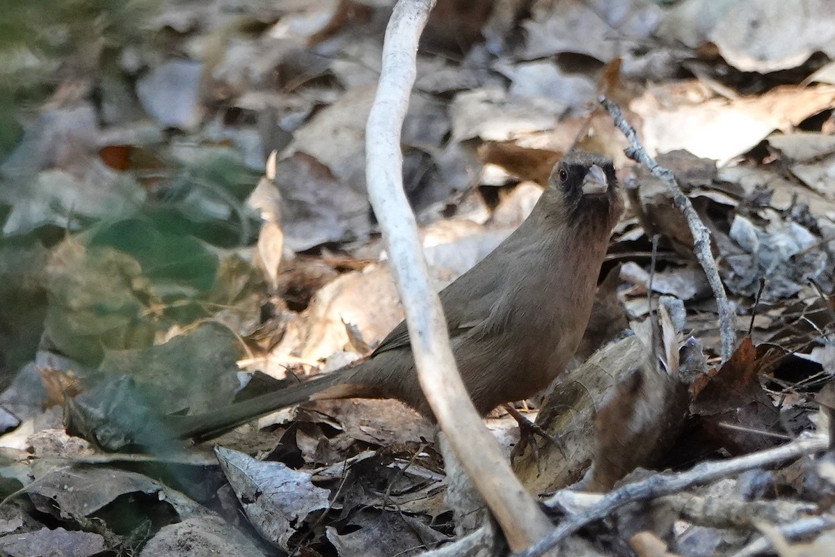 Чернолицый тохи - ML647054330