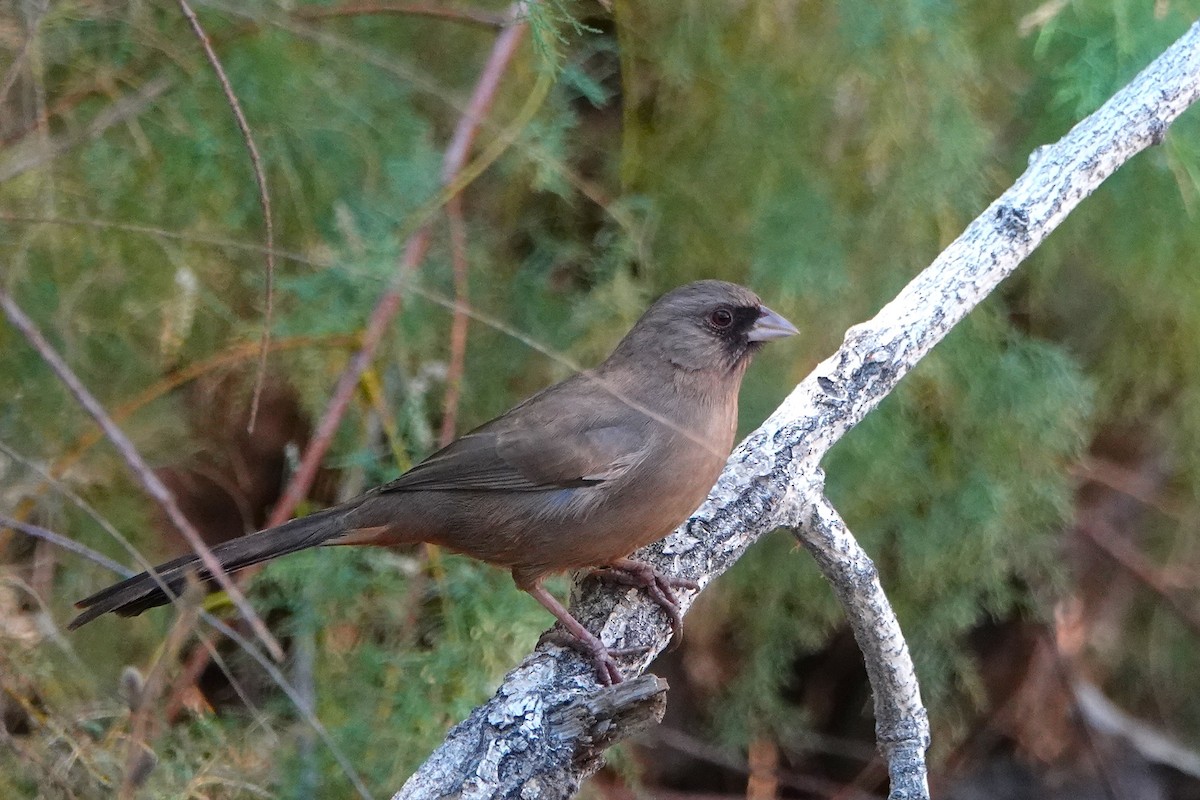 Чернолицый тохи - ML647054331