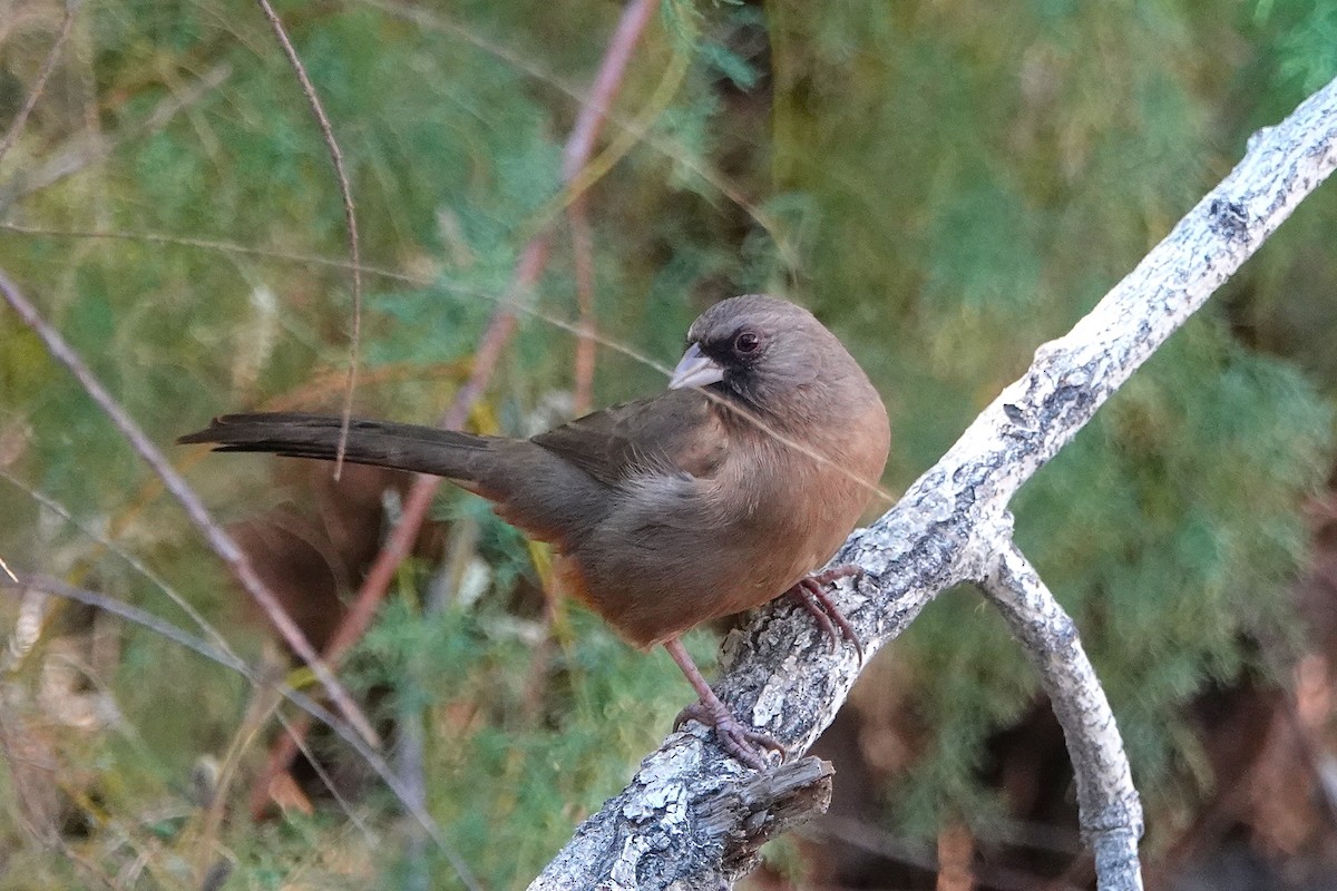 Чернолицый тохи - ML647054332