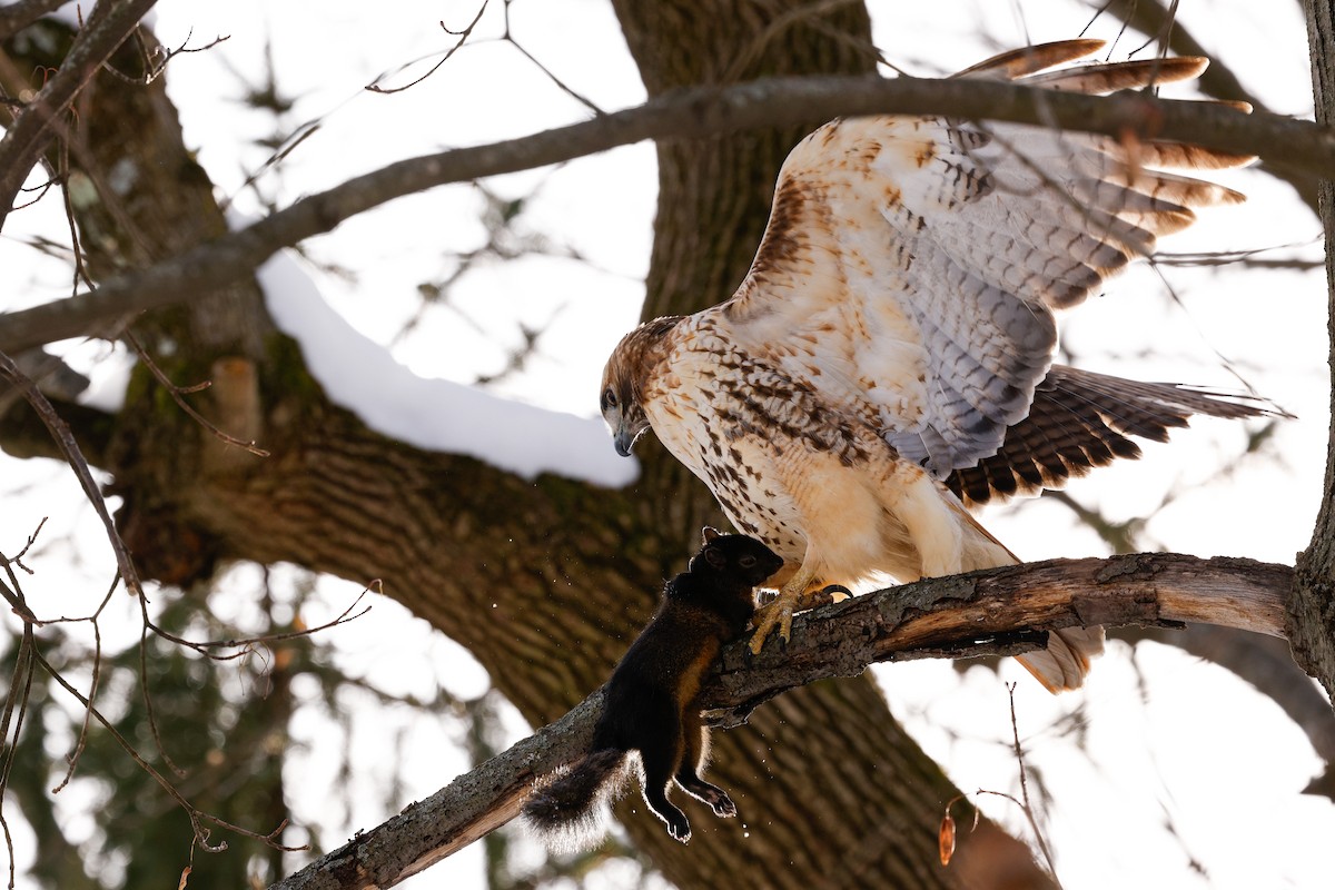 Red-tailed Hawk (calurus/abieticola) - ML647054333