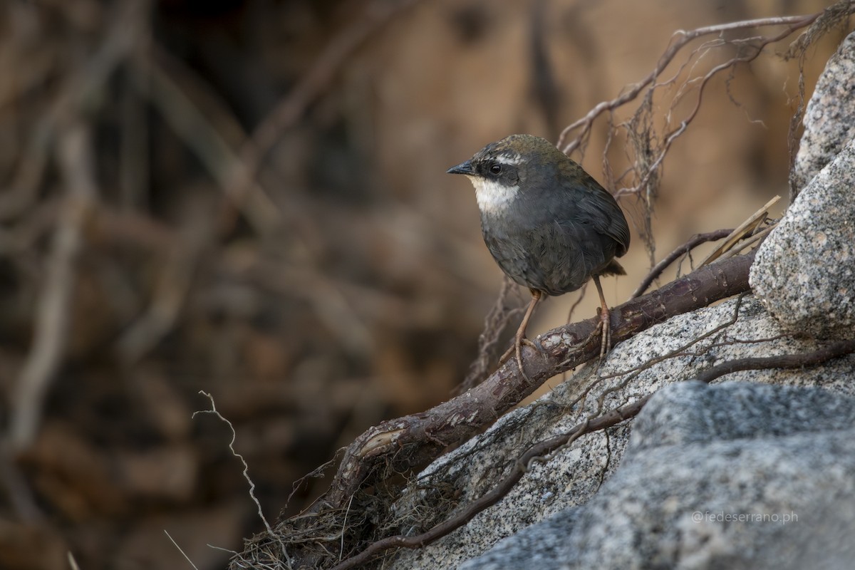 White-browed Tapaculo - ML647054334