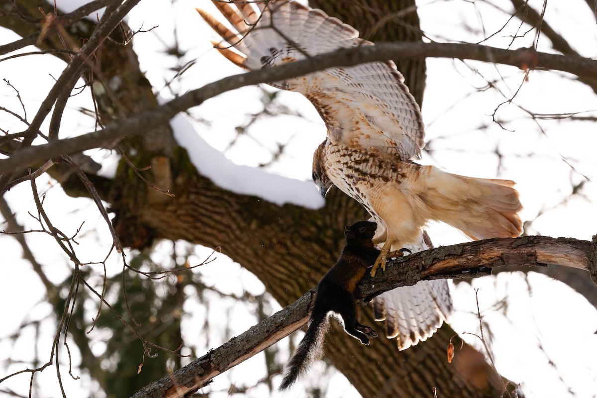 Red-tailed Hawk (calurus/abieticola) - ML647054336