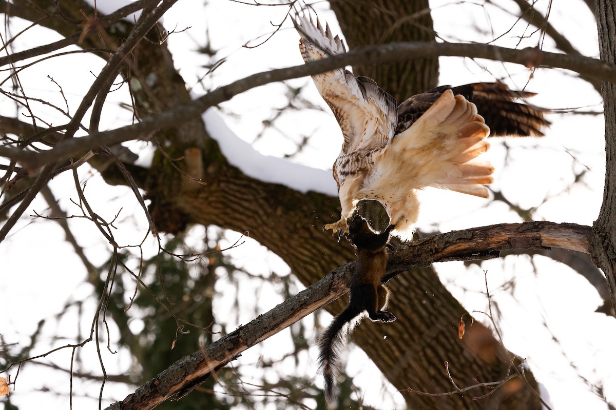 Red-tailed Hawk (calurus/abieticola) - ML647054341