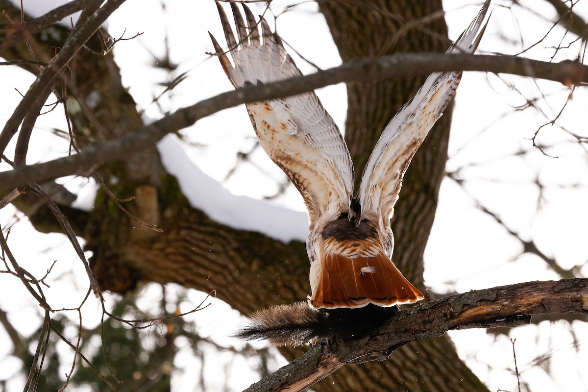 Red-tailed Hawk (calurus/abieticola) - ML647054349