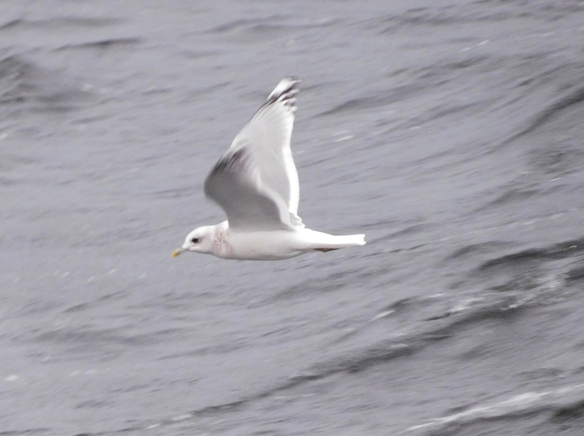 Short-billed Gull - ML647054350