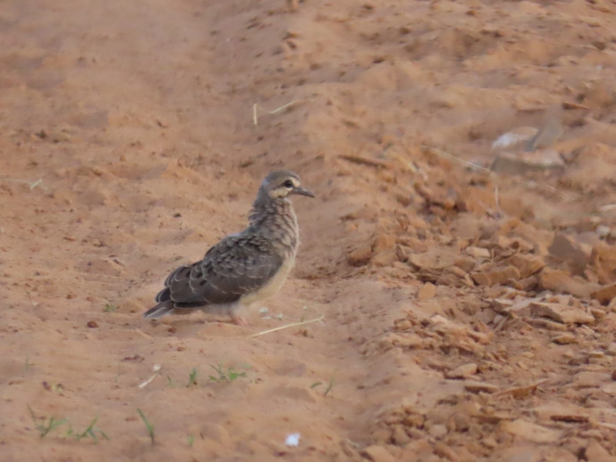 Mourning Dove - ML647054351
