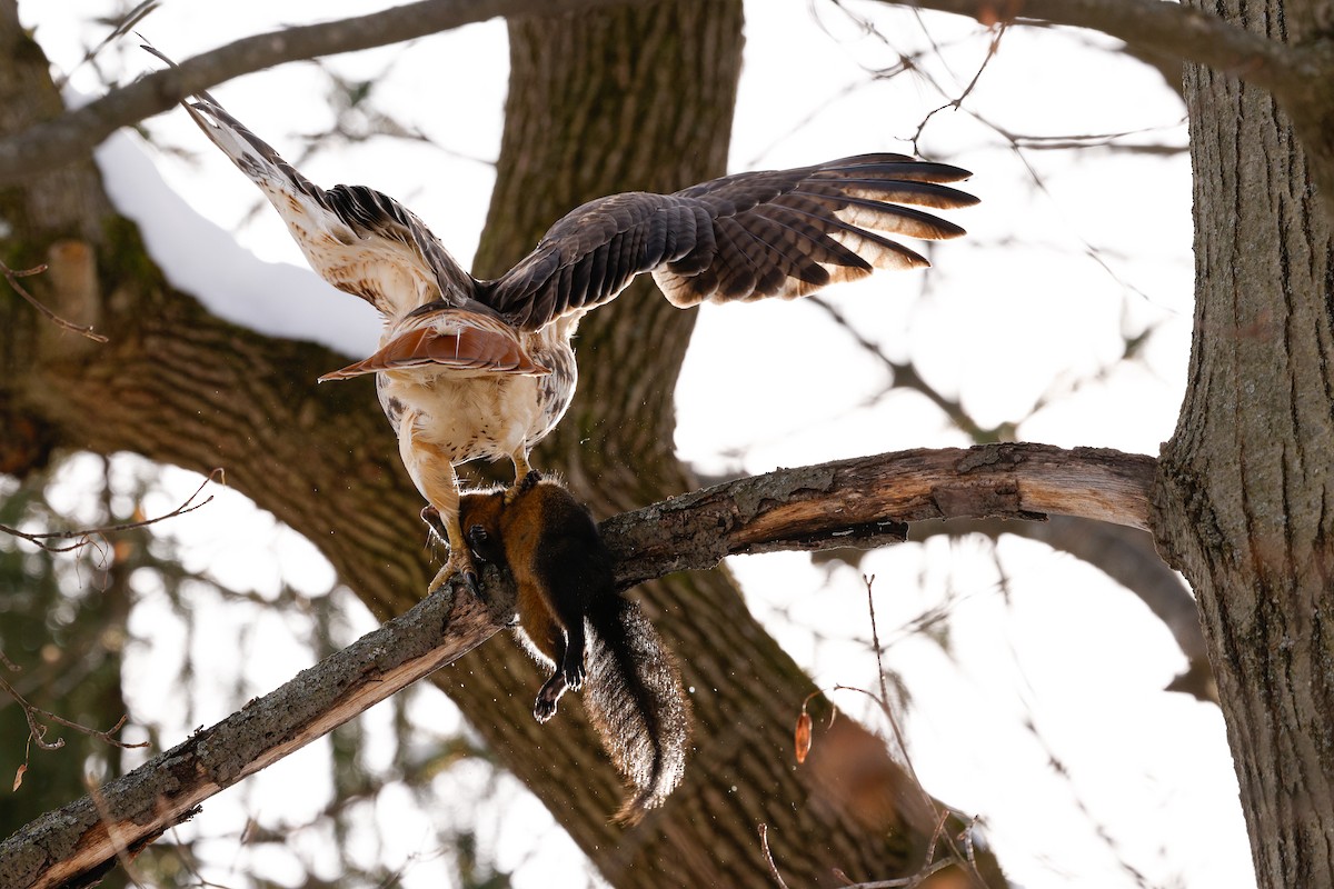 Red-tailed Hawk (calurus/abieticola) - ML647054352