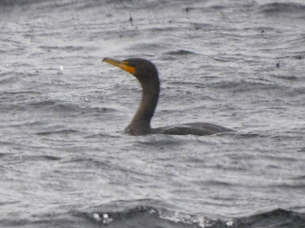 kormorán ušatý - ML647054356