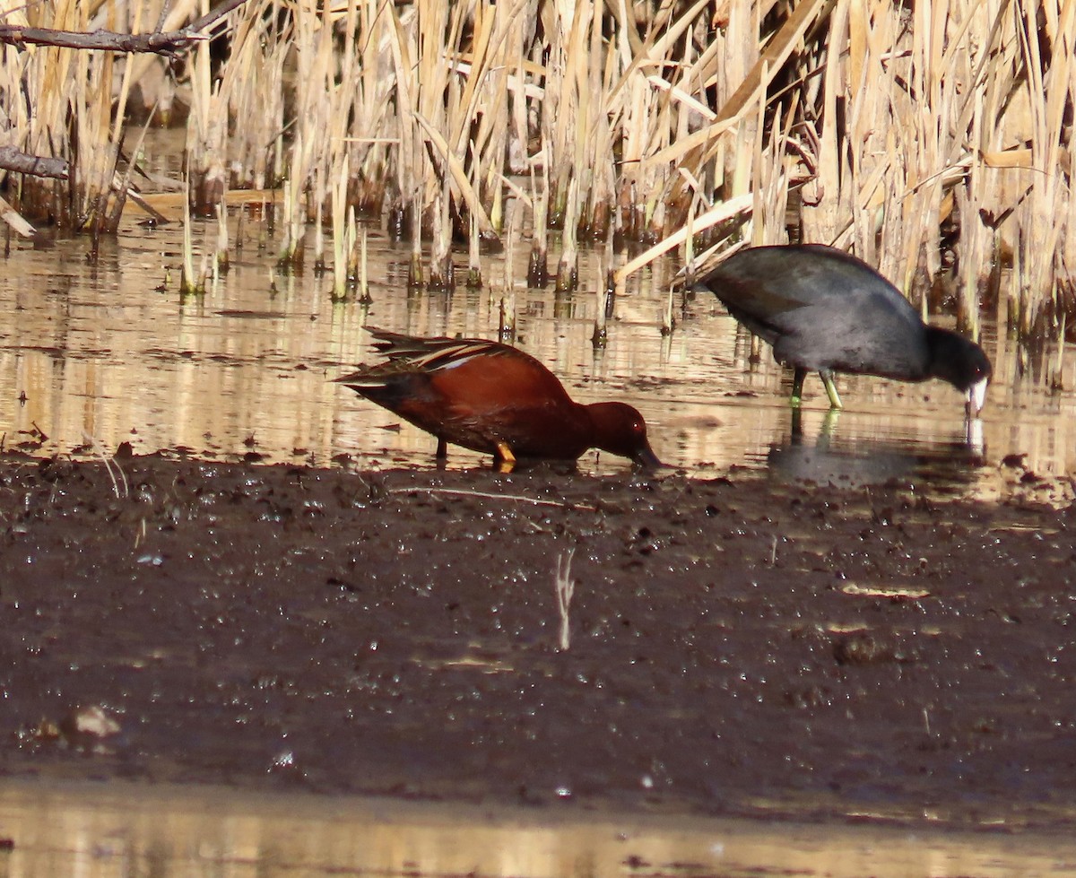 Cinnamon Teal - ML647054365