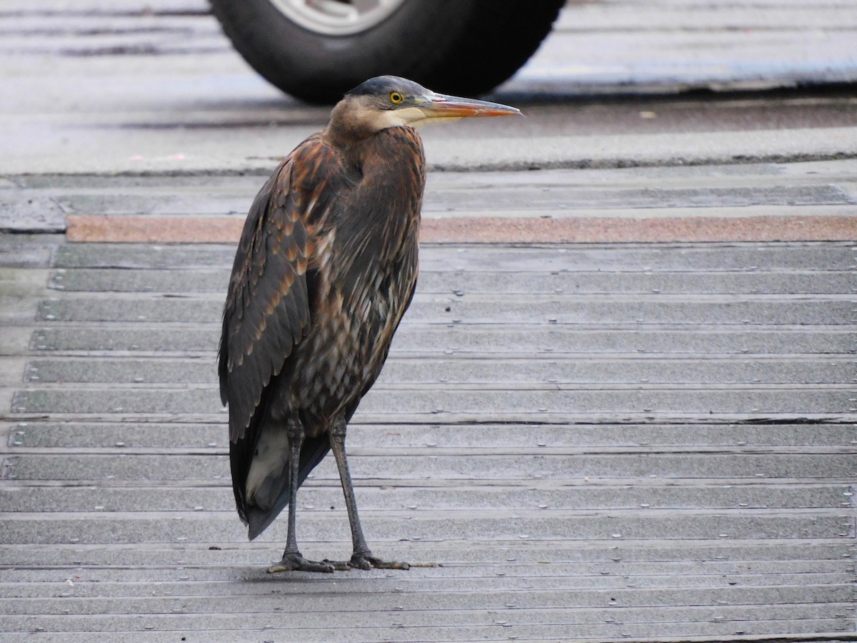 Great Blue Heron - ML647054366