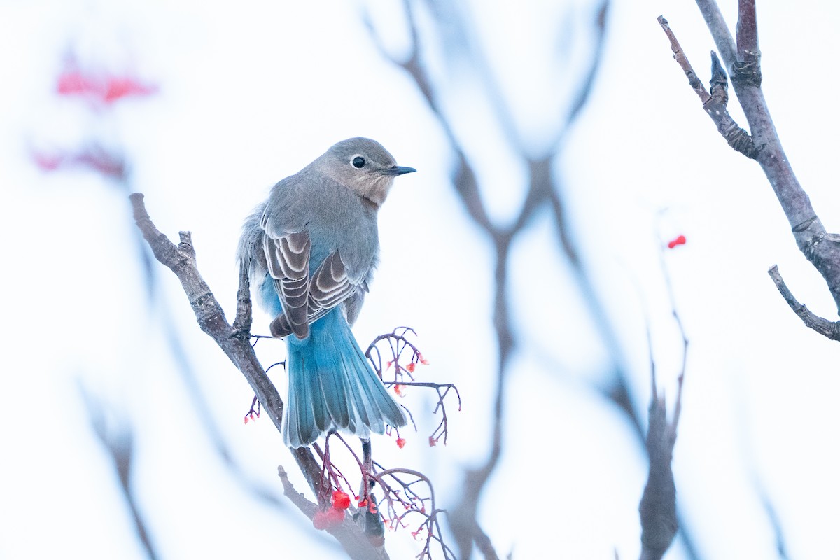 salašník horský - ML647054372